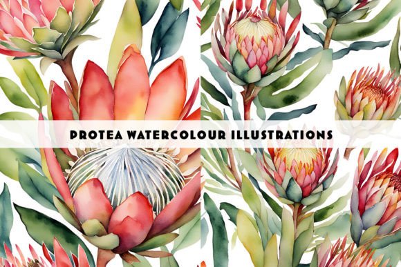 South African Proteas Watercolour Duo: A Designer's Guide